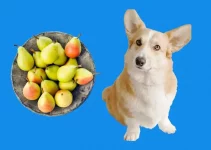 Can Dogs Eat Pears? Are They Poisonous?