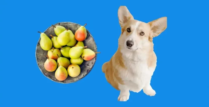 Can-I-feed-pears-to-my-dog