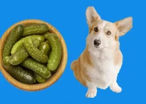 Can Dogs Eat Pickles? Is There Too Much Sat?