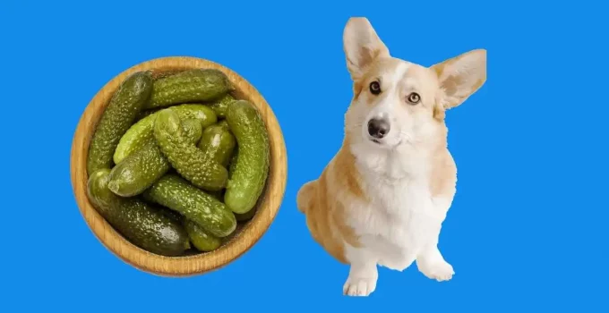 Can Dogs Eat Pickles? Is There Too Much Salt?