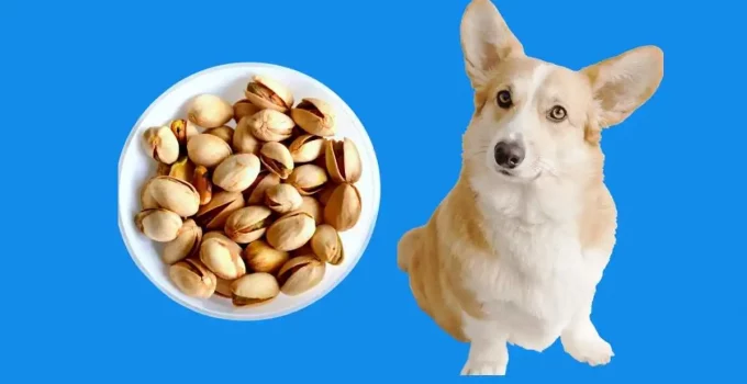 Can Dogs Eat Pistachios? Are There Any Risks?