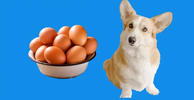 Can Dogs Eat Eggs? White, Yolk, Or Eggshells?
