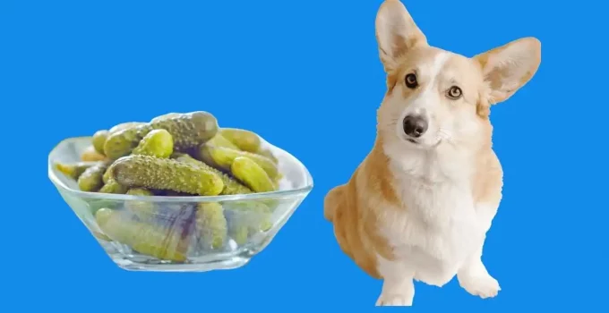 Can Dogs Eat Cucumber? Is It a Low-Calorie Diet?