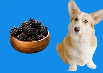 Can Dog Eat Blackberries? Is There Xylitol?