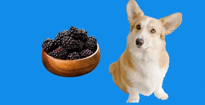 Can-my-dog-have-blackberries
