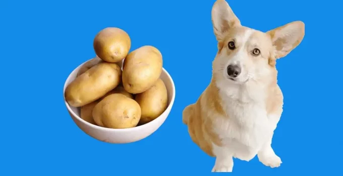 Can my dog have potato