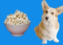 Can Dogs Eat Popcorn? Can I Add Butter or Salt?