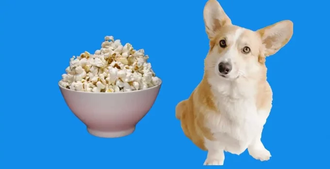 Can-my-dogs-have-popcorns