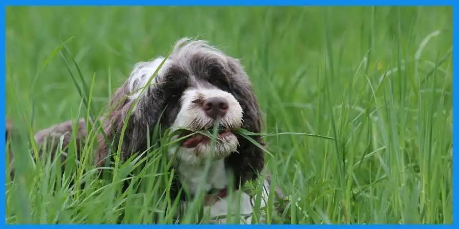 Dog-eating-grass