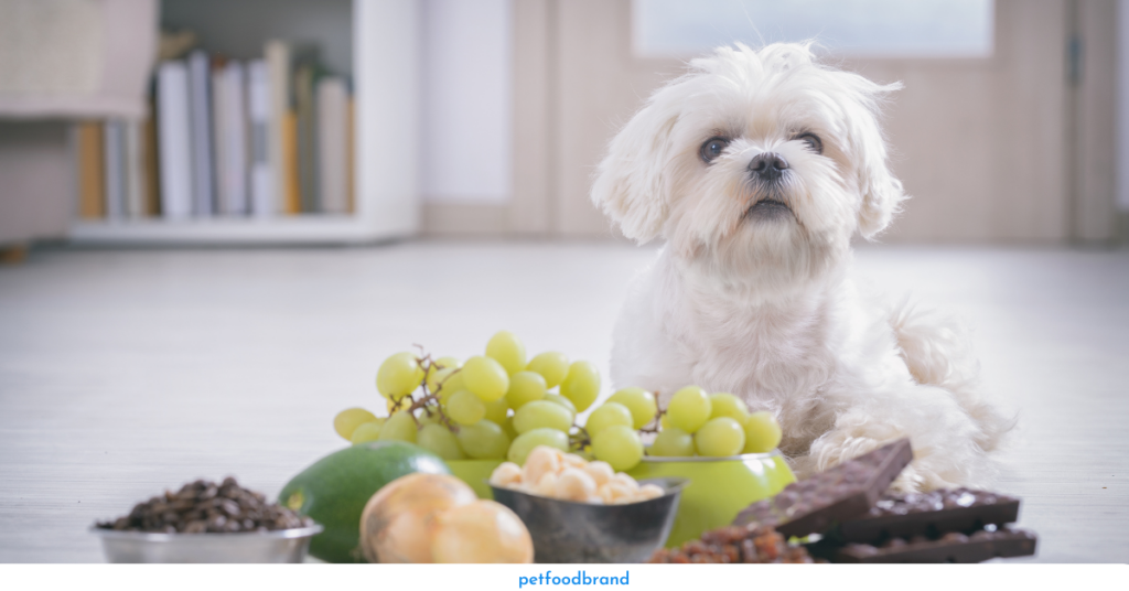 How many grapes can a dog eat