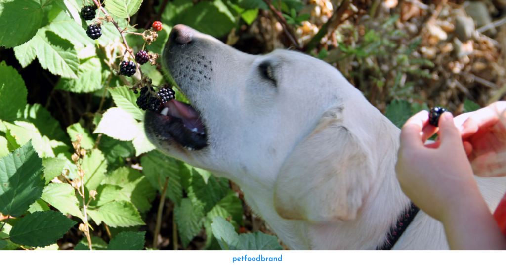 How to feed blackberries to dogs