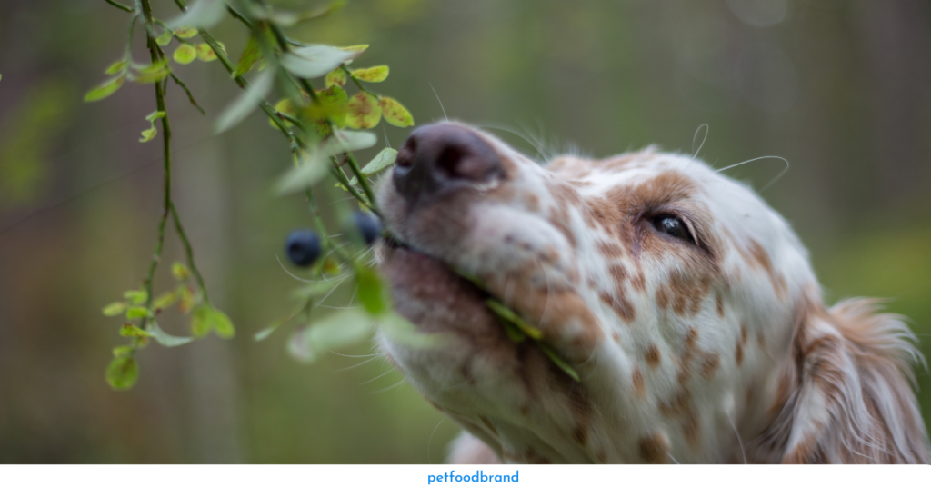 How to feed blueberries to dogs