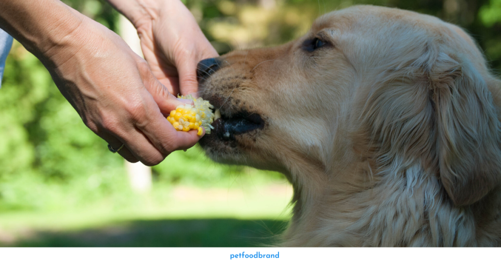 How to feed corn to my dog