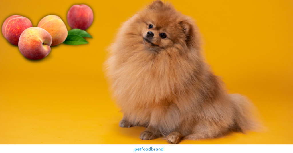 How to feed peaches to dogs