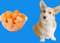 Can Dogs Eat Cantaloupe? Rind, Seeds, Or Skin?