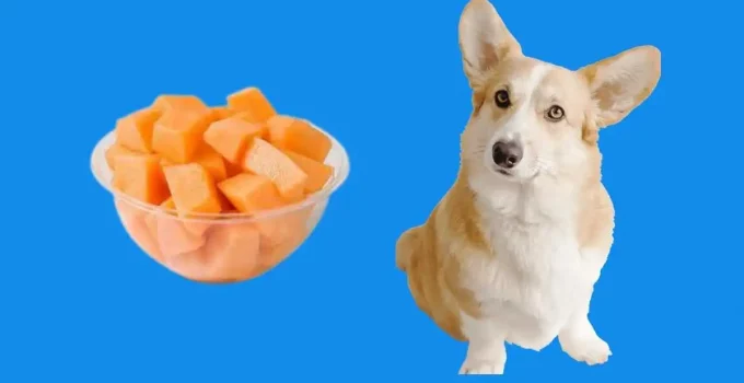 Is-cantaloupe-melon-safe-for-dogs