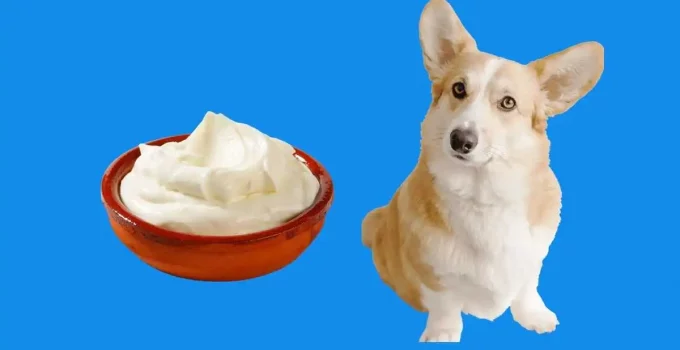 Can Dogs Eat Cheese? Can They Digest It?
