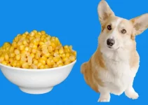 Can Dogs Eat Corn? Benefits, Risks, and Feeding Methods