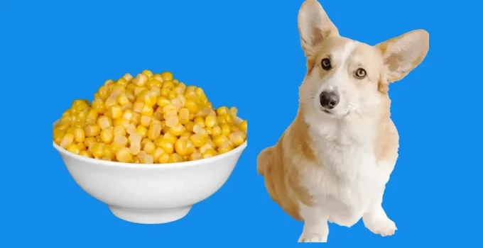 Is-corn-ok-for-my-dog