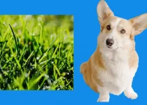 Can Dogs Eat Grass? Is it A Sign of Vitamin Deficiency?