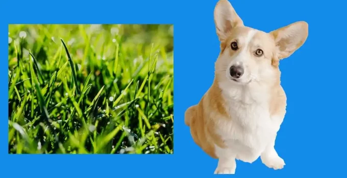 Is-grass-safe-for-dogs