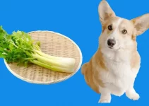 Can Dogs Eat Celery? Does It Help Weight loss?
