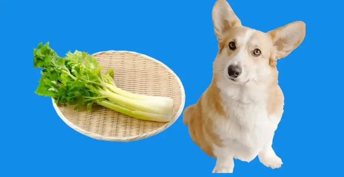 Can Dogs Eat Celery? Does It Help Weight loss?