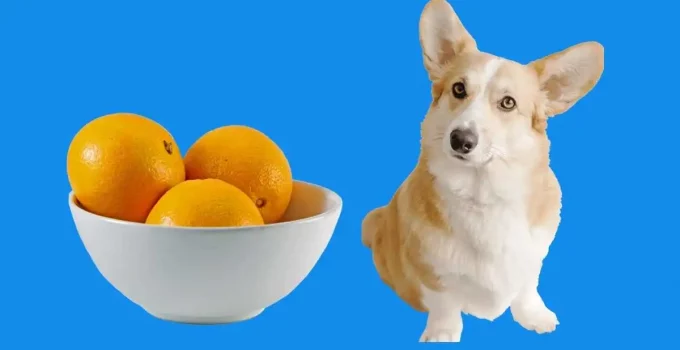 Is-orange-safe-for-dogs