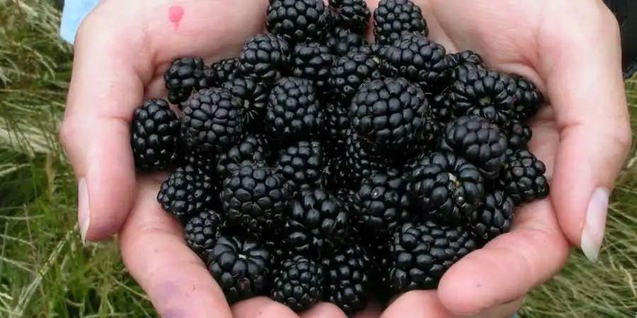 Picking-blackberries-for-my-dog-