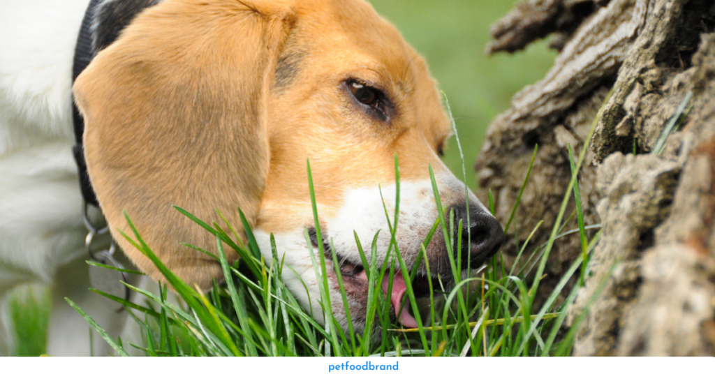 Why do dogs eat grass
