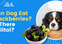 Can Dog Eat Blackberries? Is There Xylitol?
