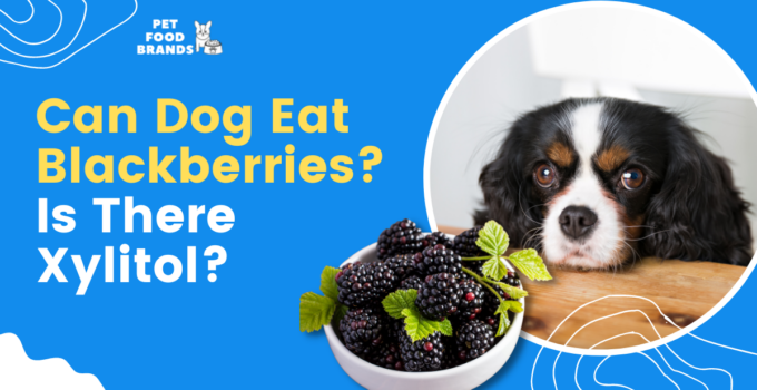 can-dog-eat-blackberries