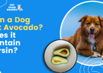 Can a Dog Eat Avocado? Does it Contain Persin?