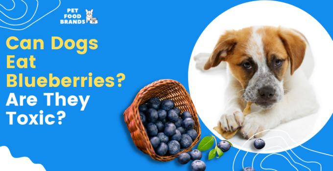 can-dogs-eat-blueberries