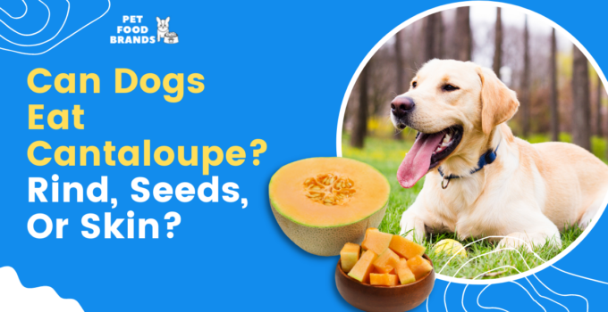 can-dogs-eat-cantaloupe