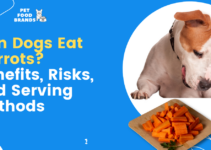 Can Dogs Eat Carrots? Benefits, Risks, and Serving Methods
