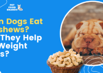 Can Dogs Eat Cashews? Do They Help in Weight Loss?