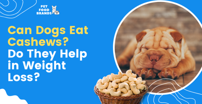 can-dogs-eat-cashews