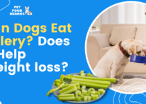 Can Dogs Eat Celery? Does it Help Weight loss?