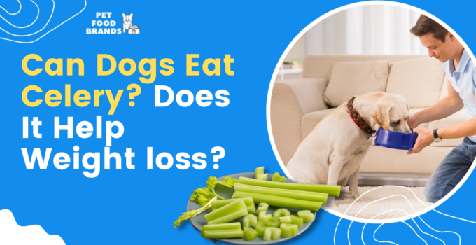 can-dogs-eat-celery