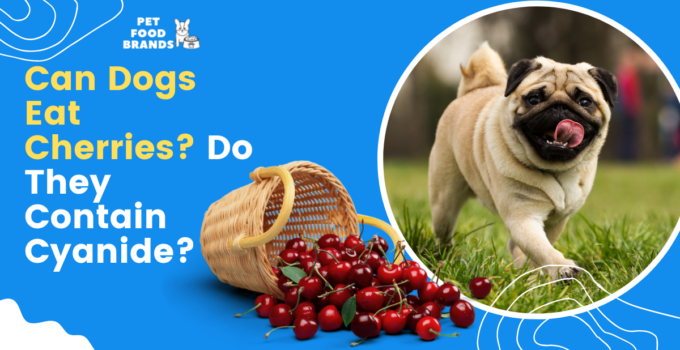 Can Dogs Eat Cherries? Do they Contain Cyanide?