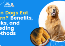 Can Dogs Eat Corn? Benefits, Risks, and Feeding Methods