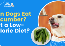 Can Dogs Eat Cucumber? Is it a Low-Calorie Diet?