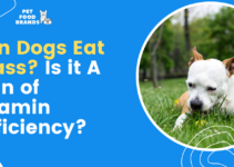 Can Dogs Eat Grass? Is it a Sign of Vitamin Deficiency?