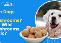 Can Dogs Eat Mushrooms? Are Wild Mushrooms Toxic?
