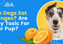 Can Dogs Eat Oranges? Are they Toxic for Your Pup?