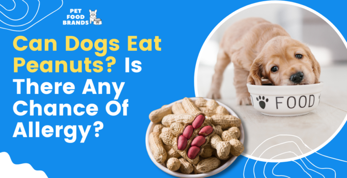 Can Dogs Eat Peanuts? Is There any Chance of Allergy?