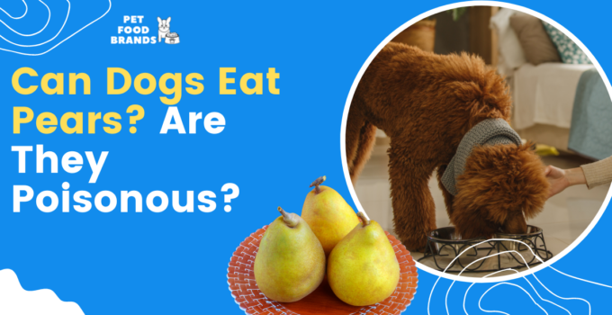can-dogs-eat-pears