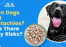 Can Dogs Eat Pistachios? Are There Any Risks?