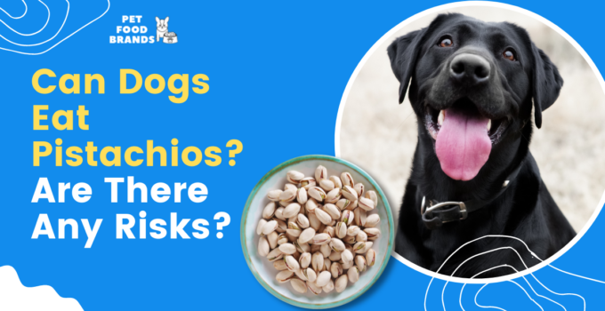 can-dogs-eat-pistachios